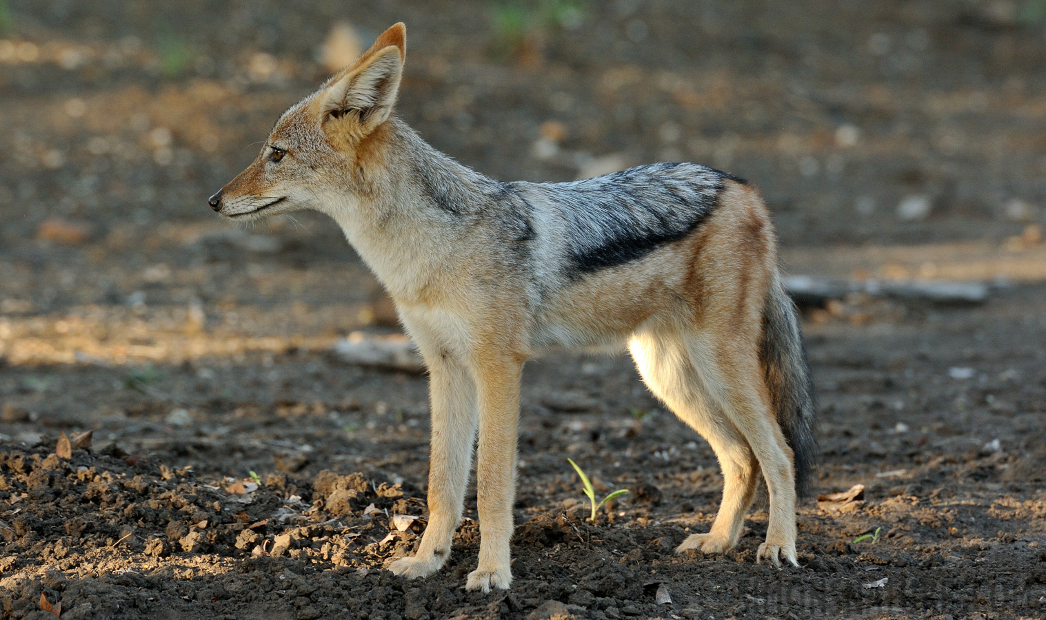 Canis mesomelas mesomelas [550 mm, 1/200 sec at f / 8.0, ISO 1600]